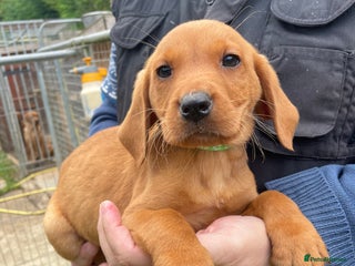 Labrador Retriever dogs - Advert 8