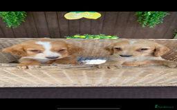 Cocker Spaniel dogs for sale: Golden cocker spaniel puppies  - Image 2
