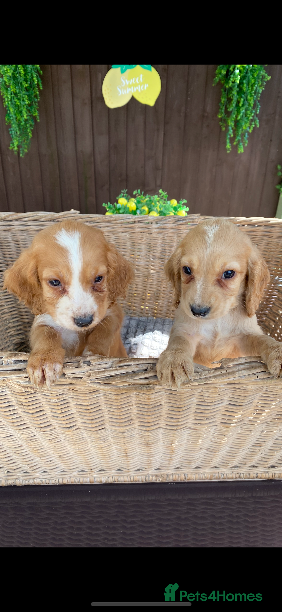 Cocker Spaniel dogs for sale: Golden cocker spaniel puppies  - Image 2