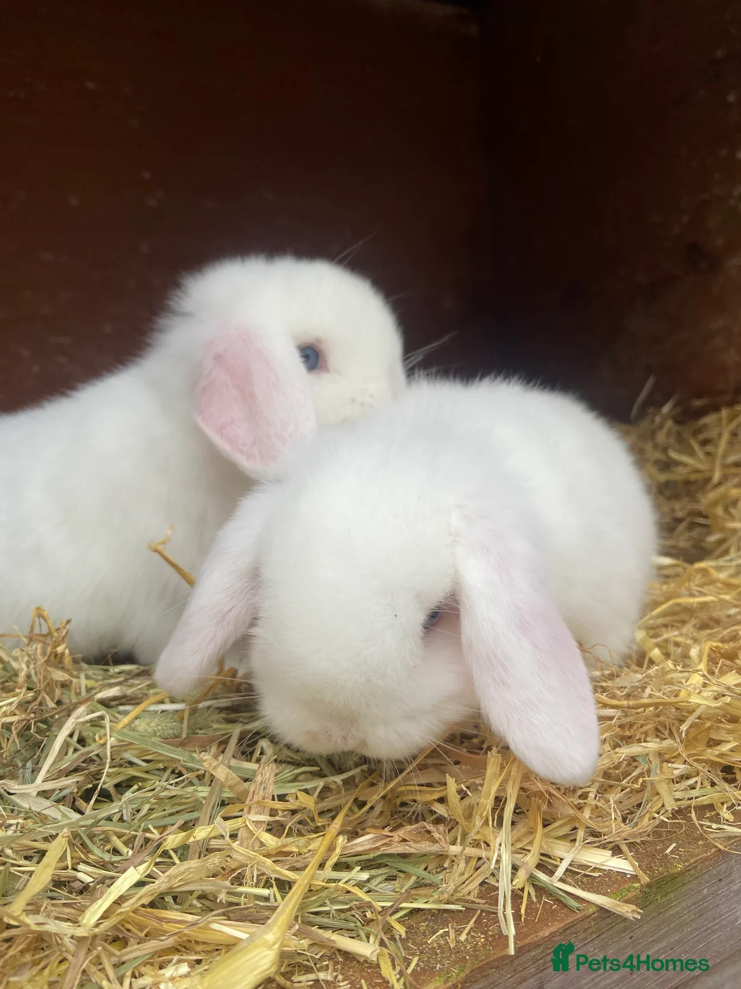 Mini Lop rabbits for sale: Two white blue eyed male mini lops - Advert 3