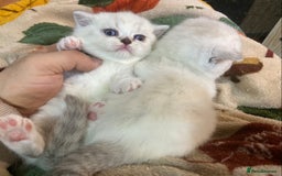 Munchkin cats for sale: Full Pedigree Munchkin kittens - Image 4