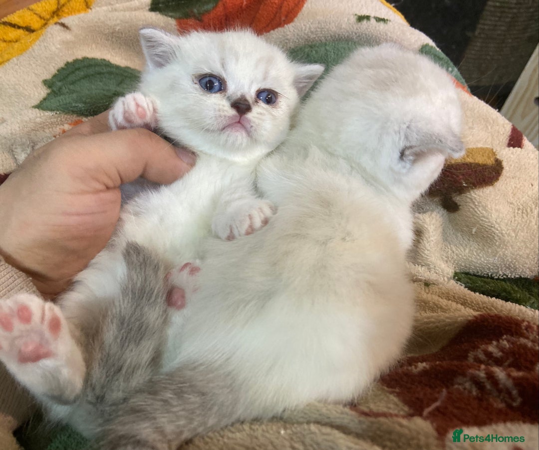 Munchkin cats for sale: Full Pedigree Munchkin kittens - Image 4