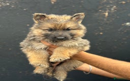 Mixed Breed dogs for sale: Long Coat German Shepherd Puppies for Sale - Image 6
