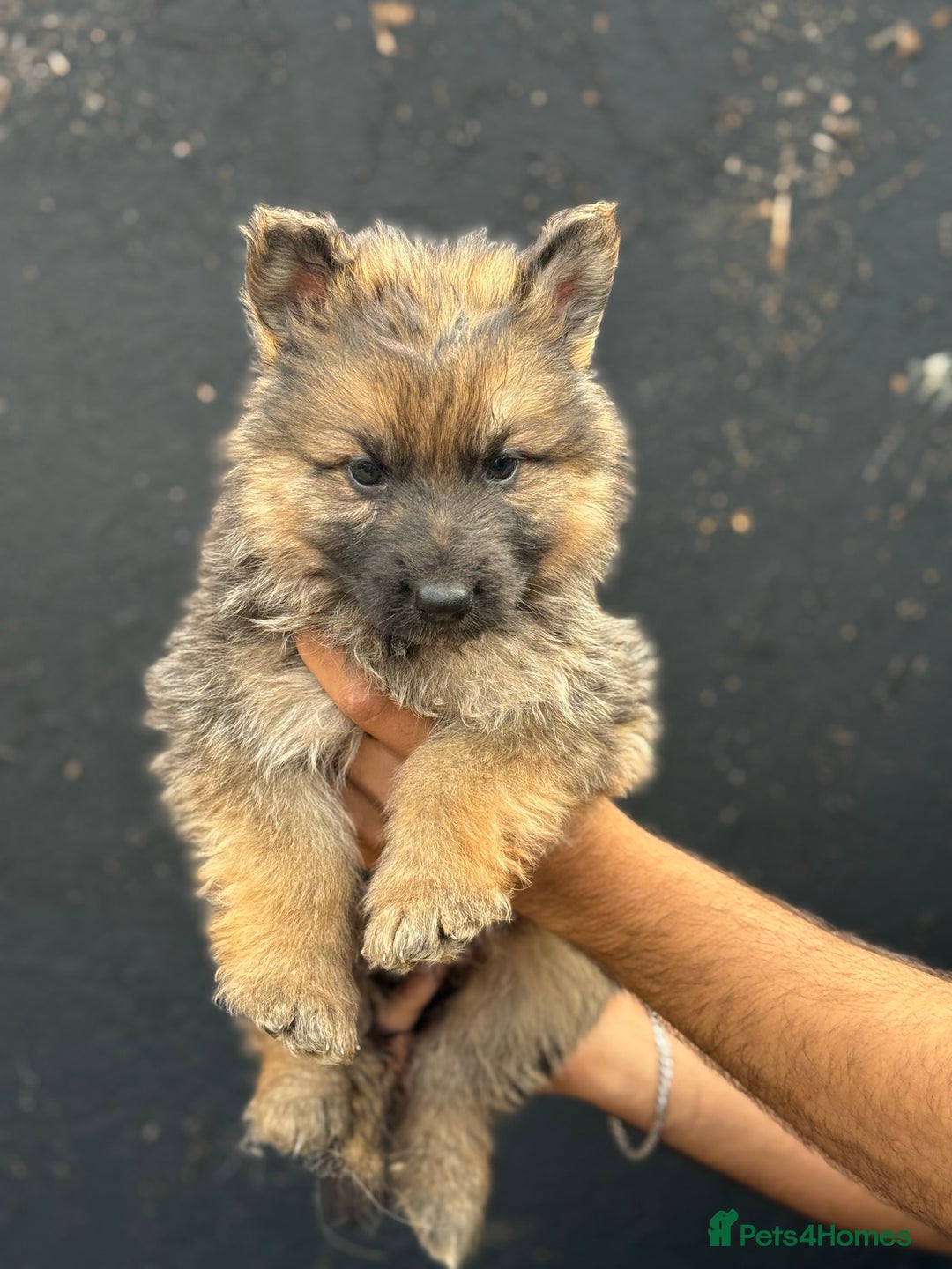 Mixed Breed dogs for sale: Long Coat German Shepherd Puppies for Sale - Image 6