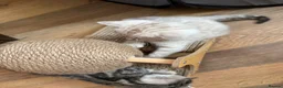 Bengal cats for sale: Beautiful Bengal Kittens – Ready Soon 🐾 in London - Advert 18
