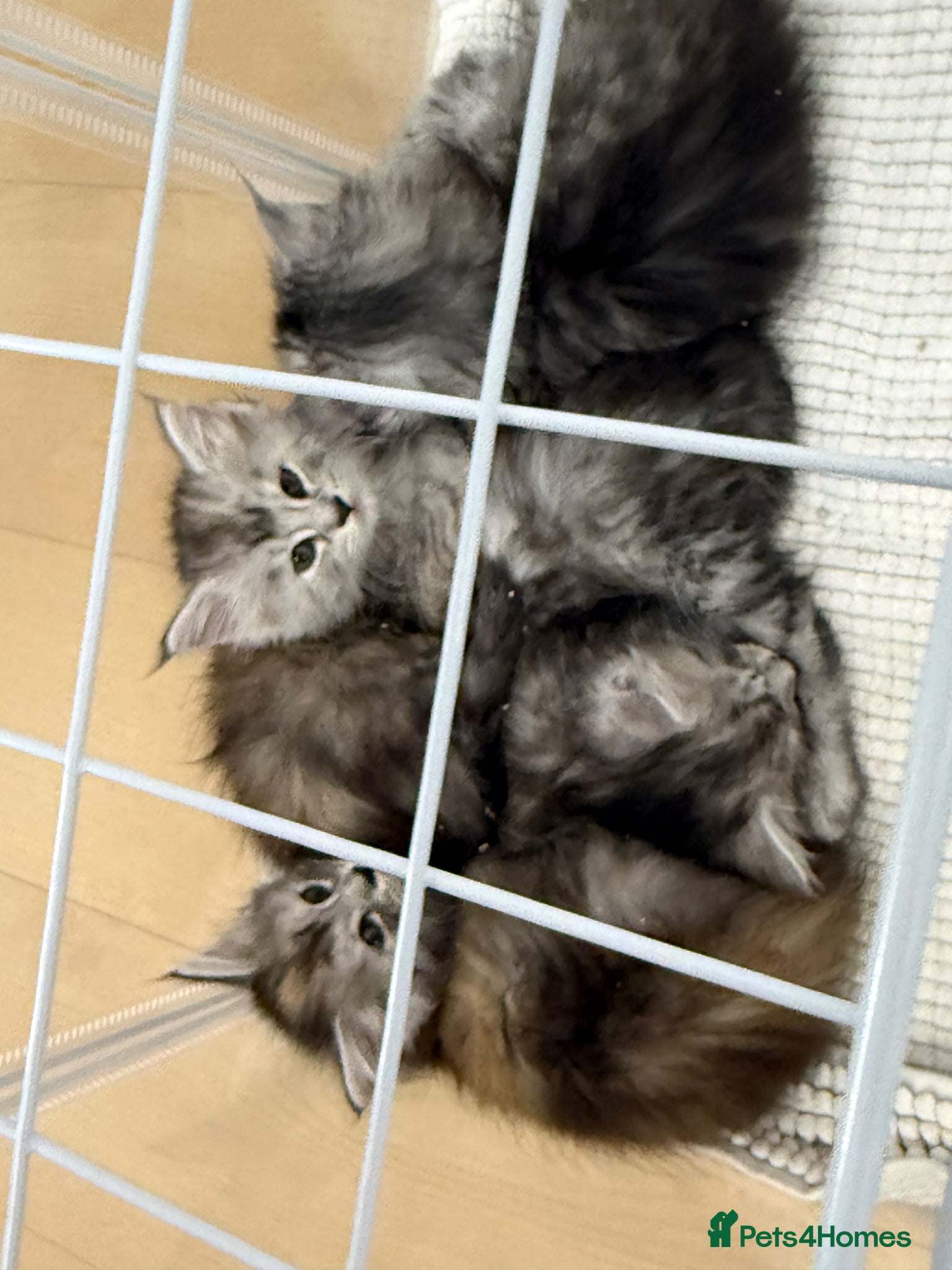 Maine Coon cats Amazing Main Coon Kittens  - Advert 6