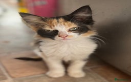 Mixed Breed cats for sale: Beautiful mixed kittens  - Image 18