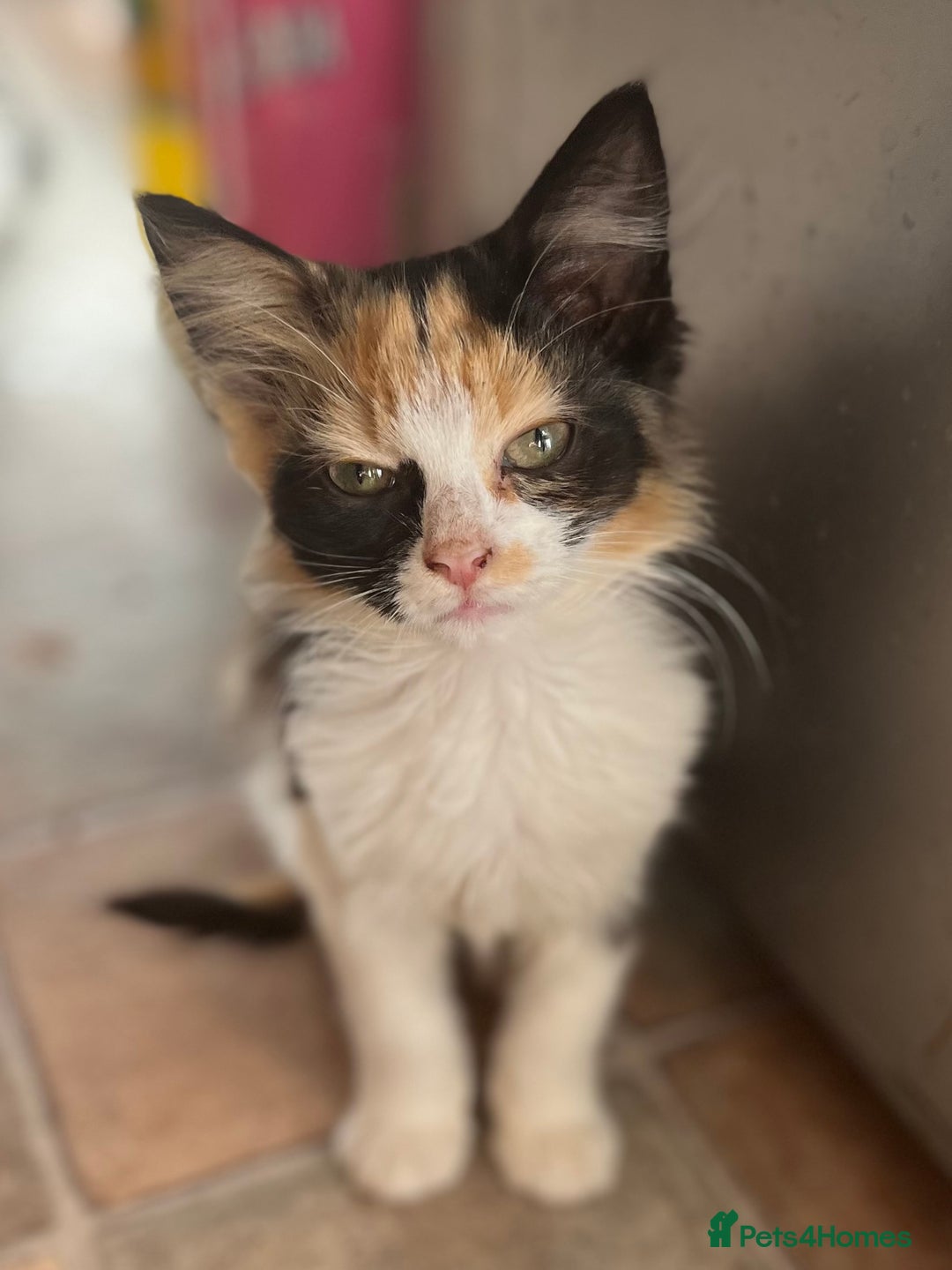 Mixed Breed cats for sale: Beautiful mixed kittens  - Image 18