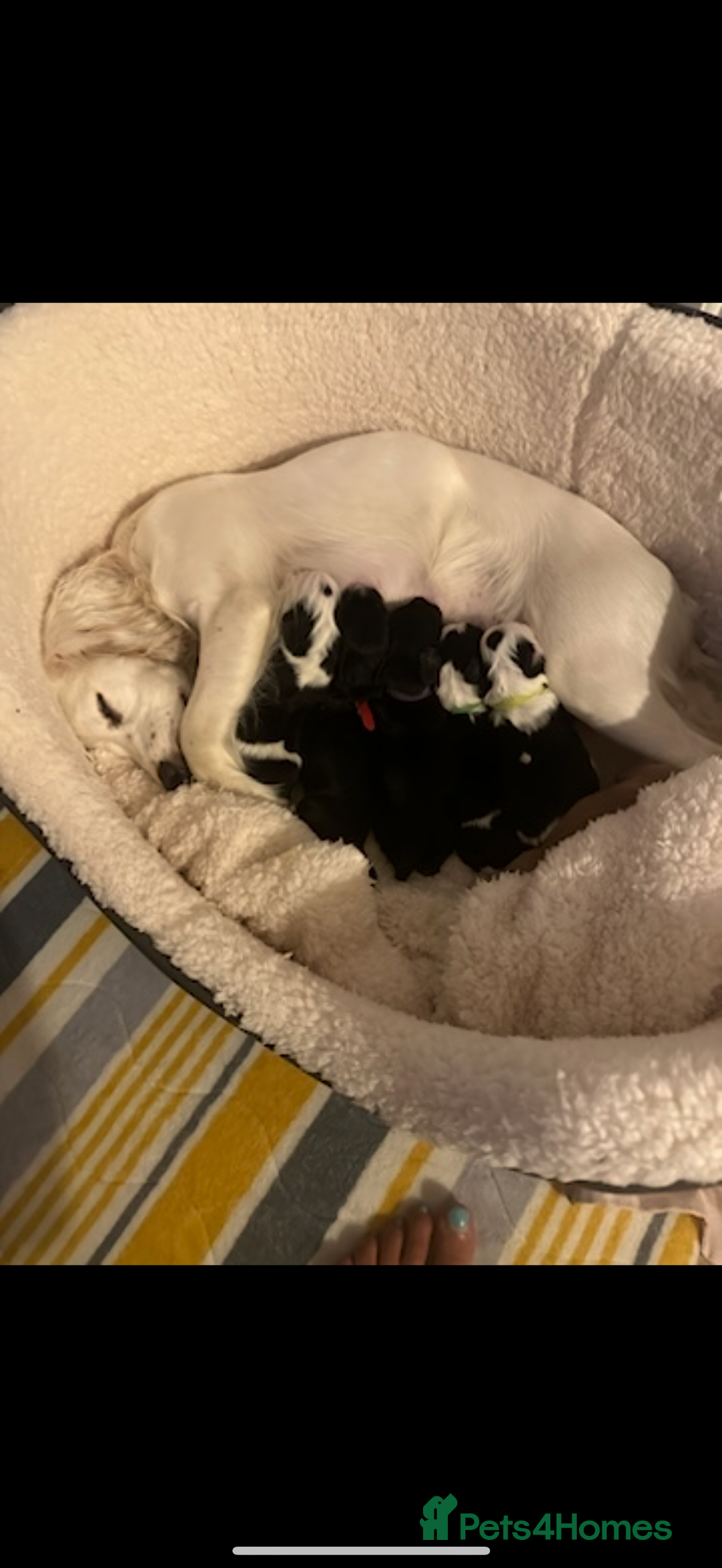 Cocker Spaniel dogs for sale: REDUCED Cocker spaniel puppies  - Image 6