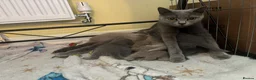 British Shorthair cats for sale: Blue and lilac British shorthair kittens  - Advert 2