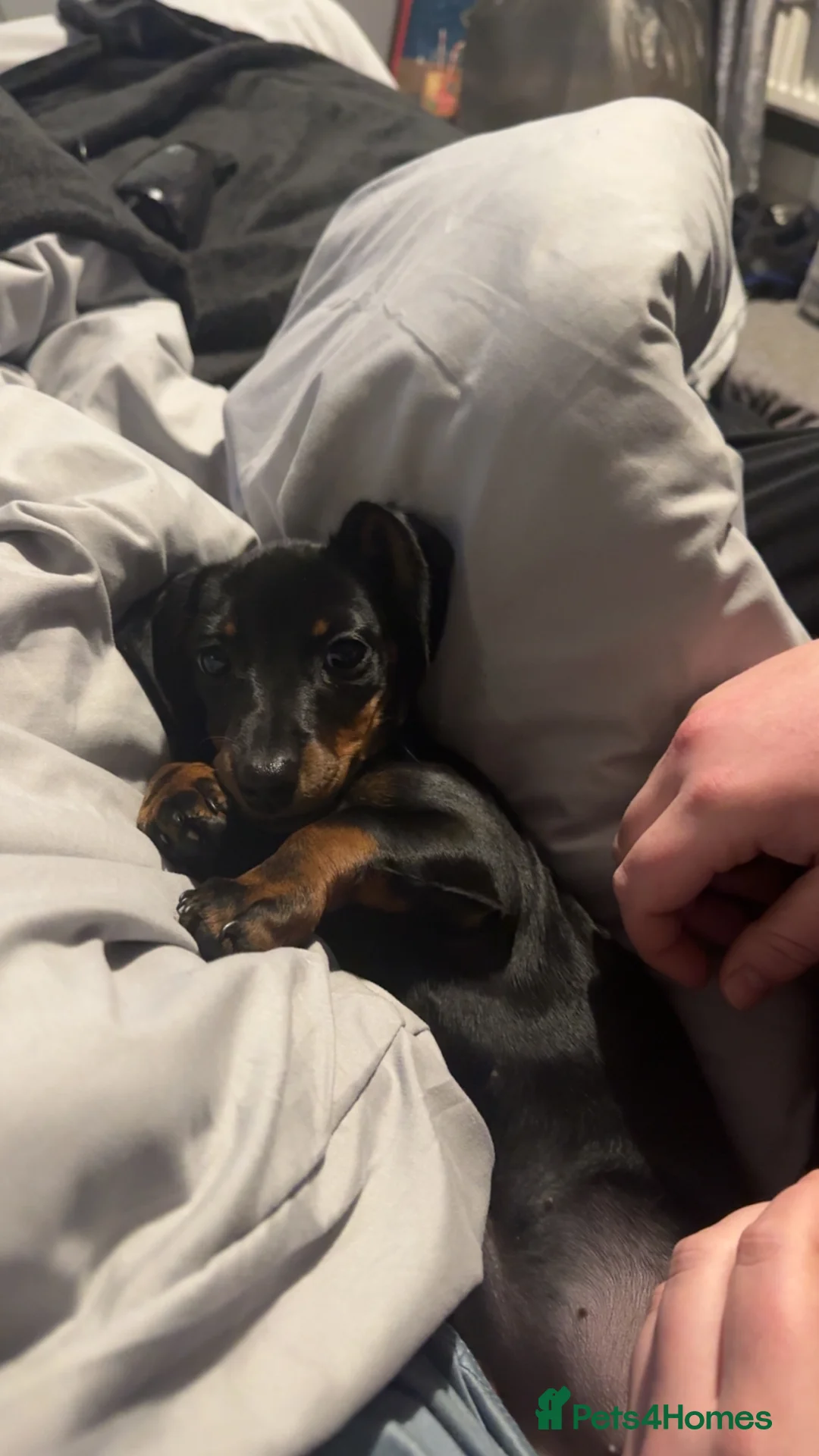 Miniature Dachshund dogs for sale: Black and Tan miniature dachshund girl  in Sheffield - Advert 1