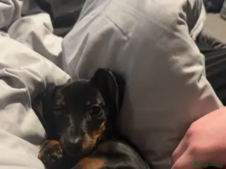 Miniature Dachshund dogs Black and Tan miniature dachshund girl in Sheffield - Advert 1