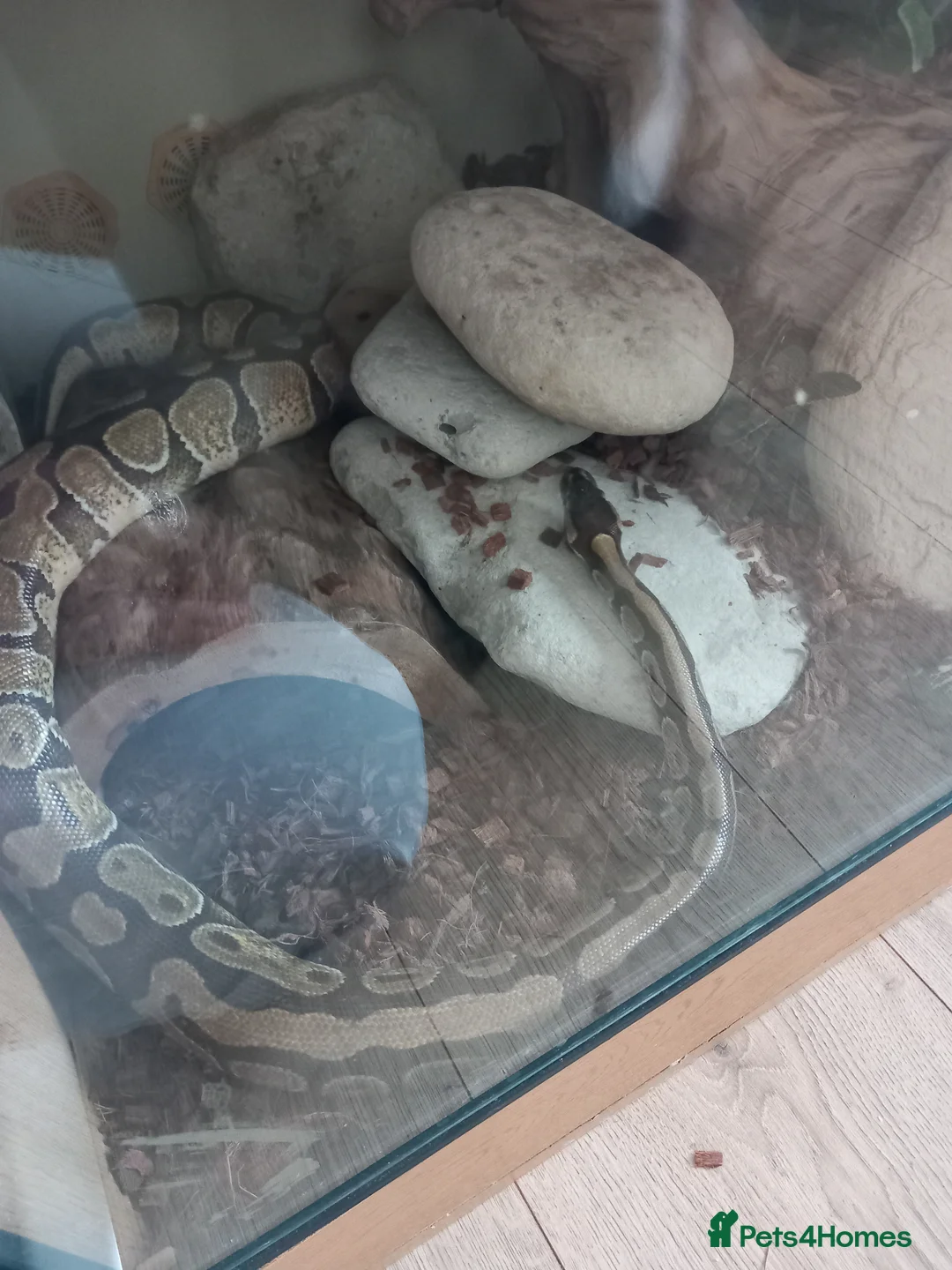 Python Snake reptiles for sale: Ball python x2 - Advert 1