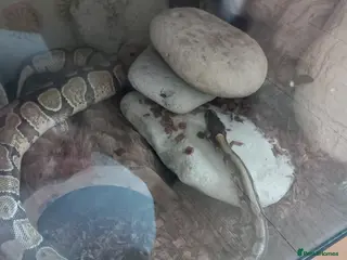 Python Snake reptiles Ball python x2 - Advert 2
