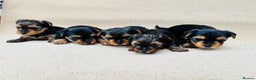 Yorkshire Terrier dogs for sale: Beautiful litter of Yorkshire terrier puppies - Advert 5