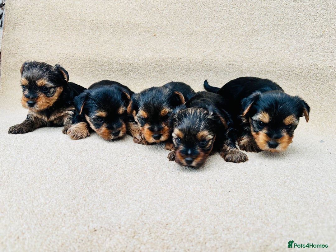 Yorkshire Terrier dogs for sale: Beautiful litter of Yorkshire terrier puppies - Advert 5