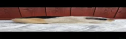 Guinea Pig rodents for sale: Teddy Brothers - Advert 4