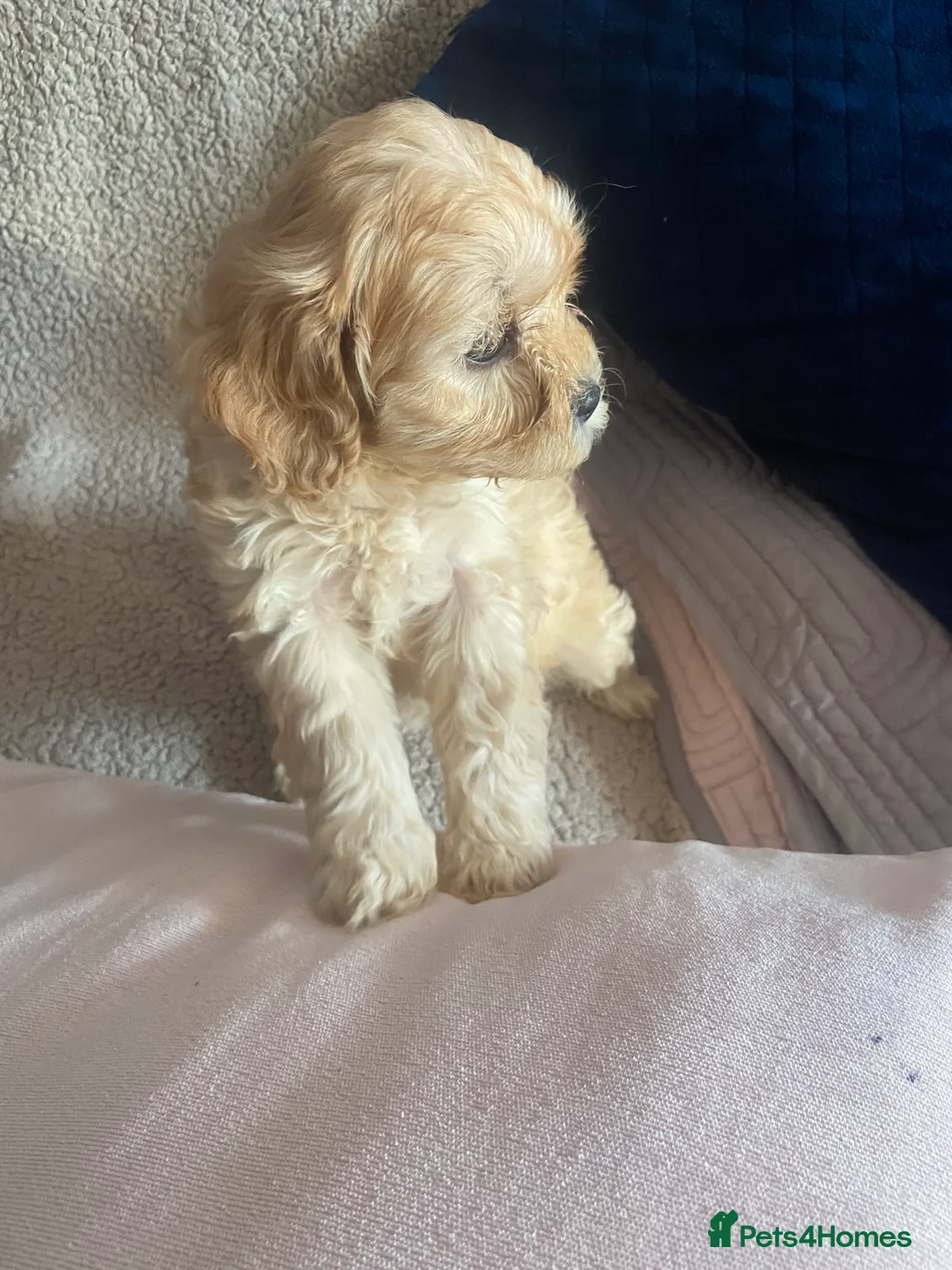Cavapoo dogs for sale: Beautiful cavapoo puppies ready soon!  - Advert 2