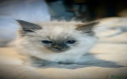 Ragdoll cats for sale: Ragdolls  - Image 2