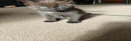 British Longhair cats for sale: Baby kittens for sale in Sheffield - Advert 5