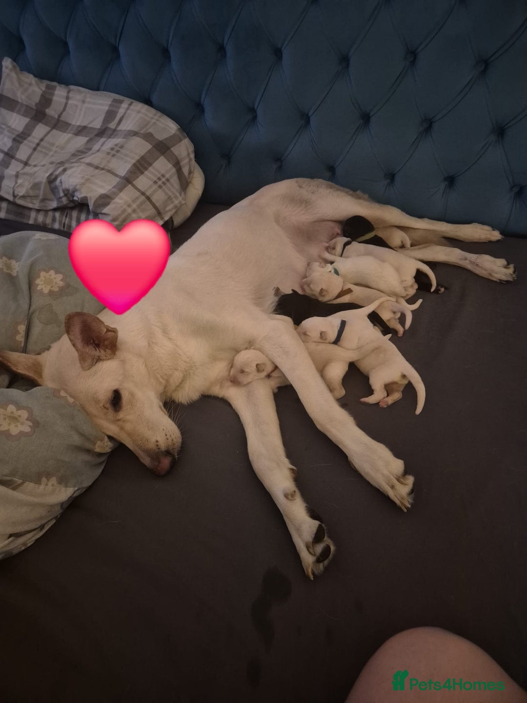 Mixed Breed dogs for sale: Shepinois puppies  - Image 2
