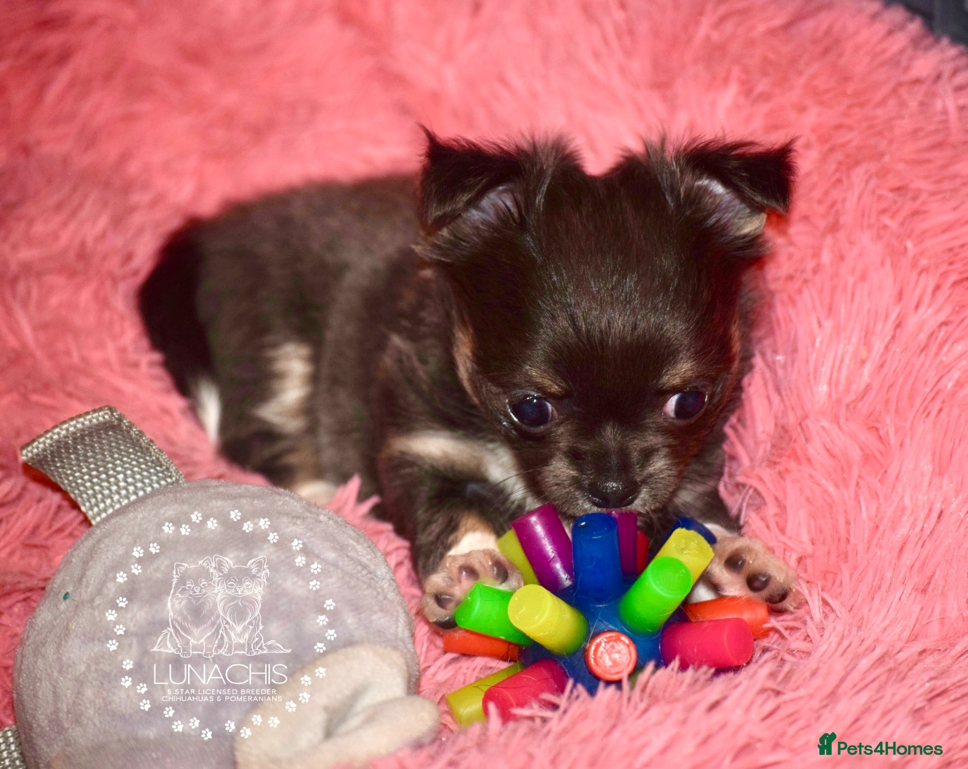 Chihuahua dogs Beautiful long coat chihuahua puppies - Advert 3