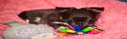 Chihuahua dogs for sale: Beautiful long coat chihuahua puppies - Advert 1