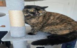 Mixed Breed cats for adoption: [Indoors Only] Kushary - Lovely Affectionate Queen - Advert 5