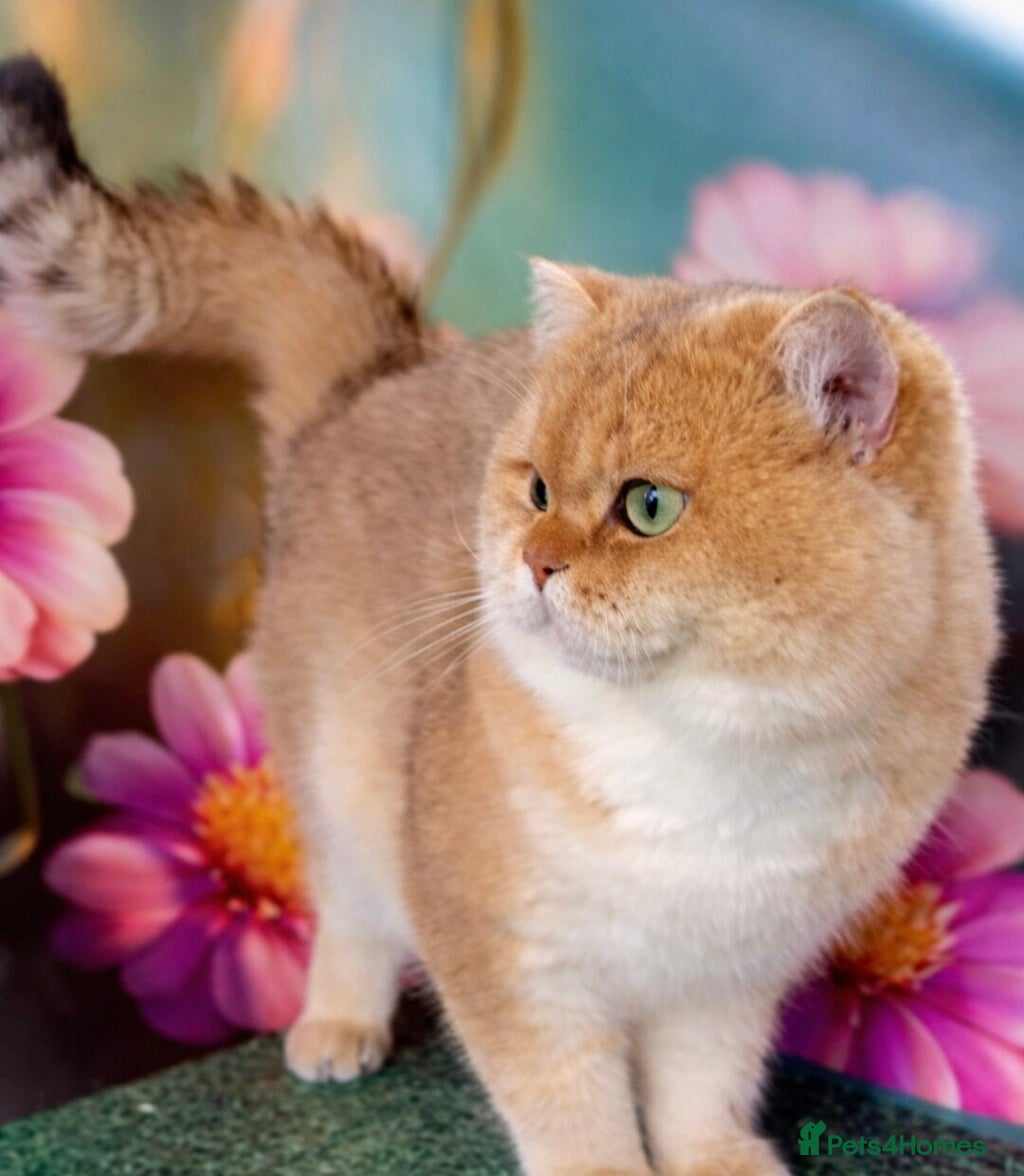 British Shorthair cats TICA GOLDEN NY11 BOY FOR STUD FROM CHAMPIONS 👑  in Wolverhampton - Advert 1