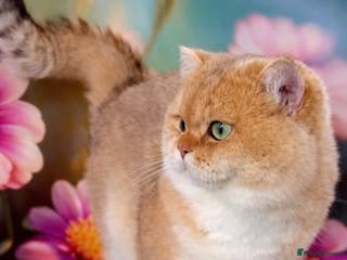 British Shorthair cats TICA GOLDEN NY11 BOY FOR STUD FROM CHAMPIONS 👑 in Wolverhampton - Advert 10