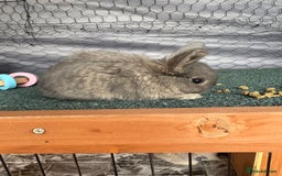 Mini Lop rabbits for sale: baby mini lops  - Image 2