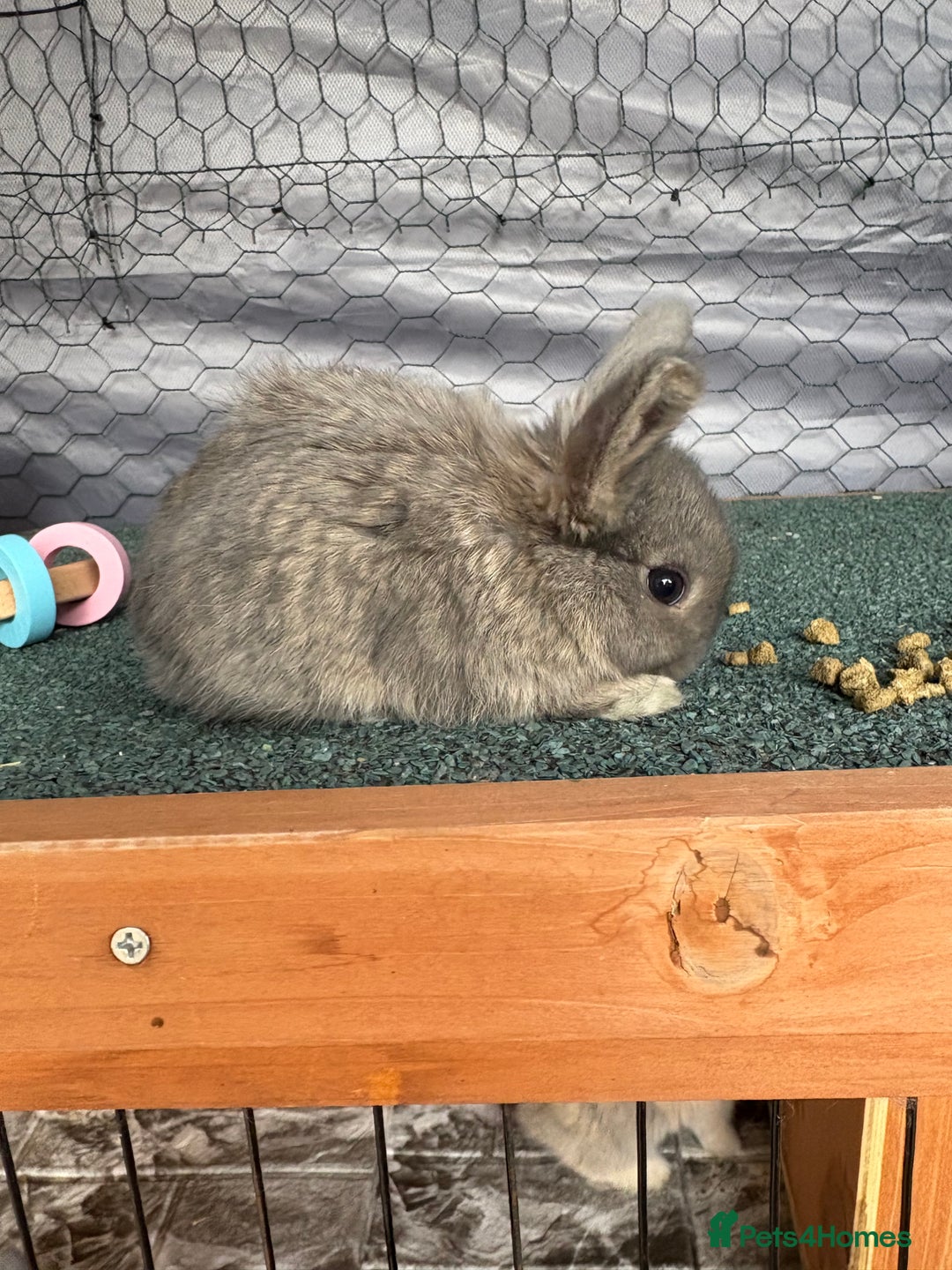 Mini Lop rabbits for sale: baby mini lops  - Image 2