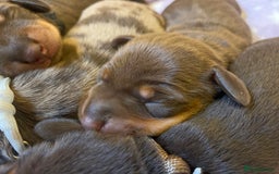 Miniature Dachshund dogs for sale: Sweetest Miniature Dachshund Pups - Image 5