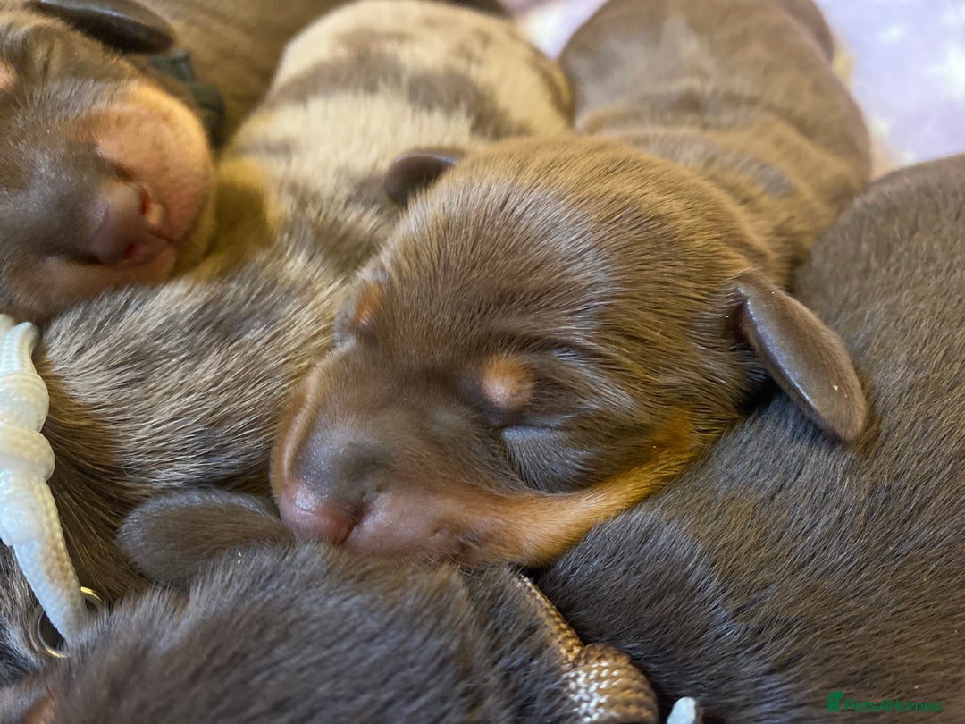 Miniature Dachshund dogs for sale: Sweetest Miniature Dachshund Pups - Image 5