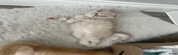 British Shorthair cats for sale: Pedigree British Shorthair Kittens - Advert 3