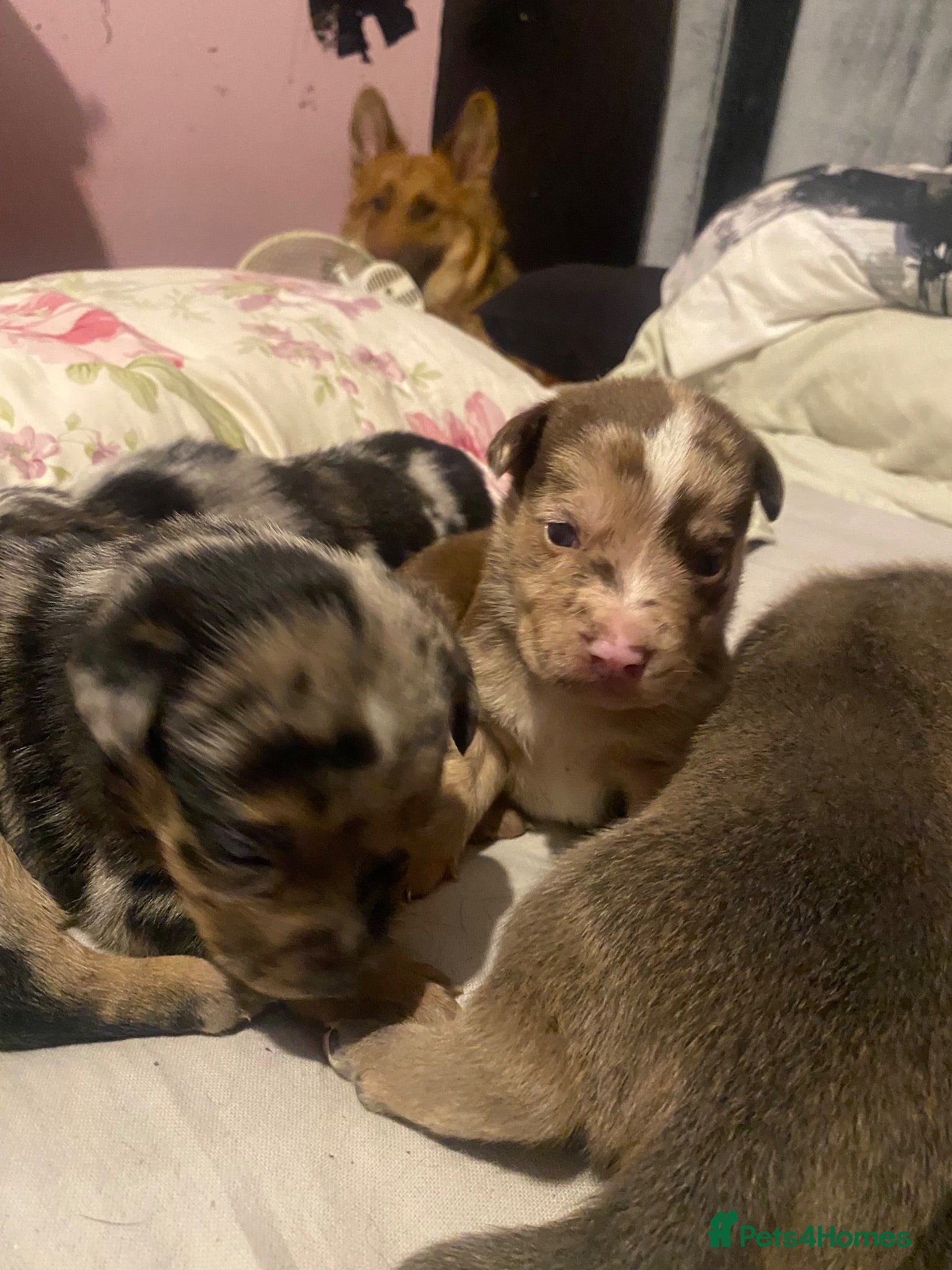 Mixed Breed dogs Cane shepherds - Advert 18
