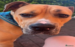 Mixed Breed dogs for sale: Tyson - Image 5