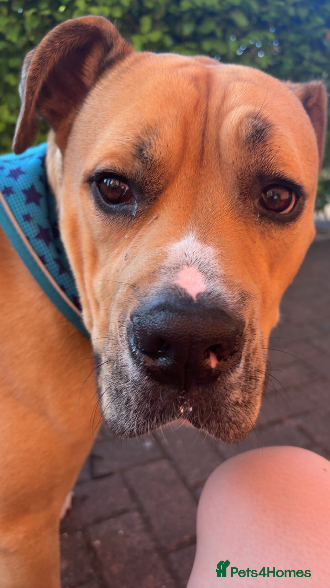Mixed Breed dogs for sale: Tyson - Image 5