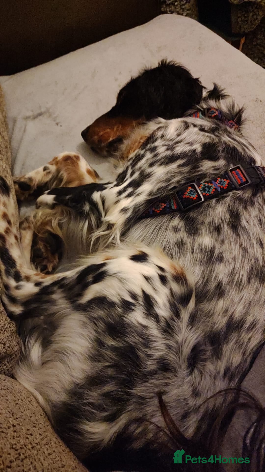 English Setter dogs for adoption: Olaf  - Advert 16