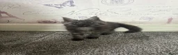 Maine Coon cats for sale: Mainecoon Kittens  - Advert 10