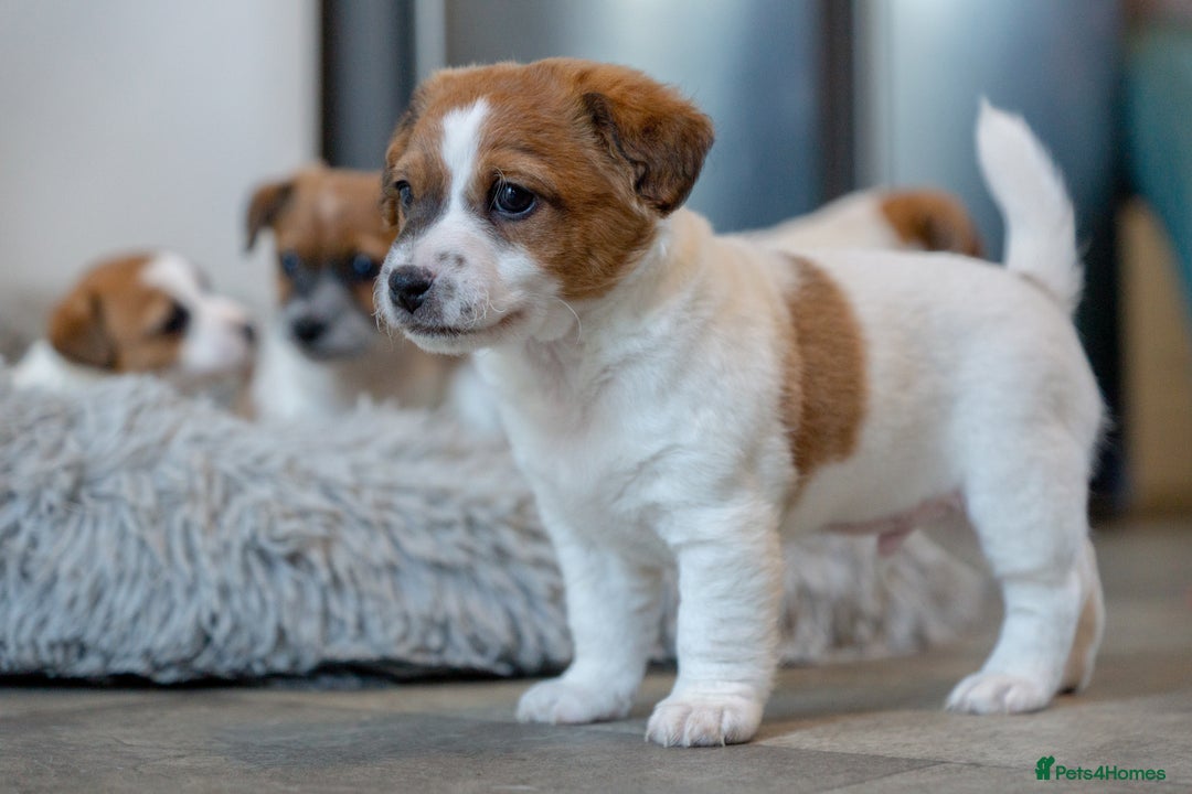 Jack Russell dogs for sale: Jack Russell puppies - Image 6