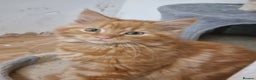 Maine Coon cats for sale: Main coon kittens - Advert 5