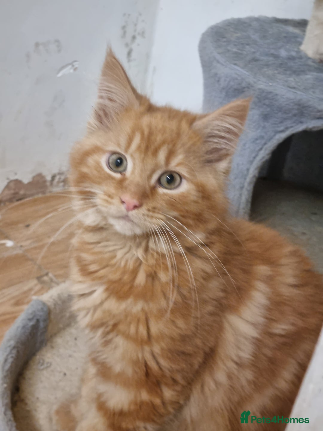 Maine Coon cats for sale: Main coon kittens - Advert 5