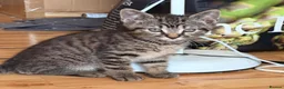 Mixed Breed cats for sale: Kittens for sale - Advert 2