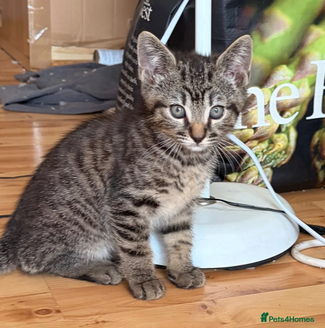 Mixed Breed cats for sale: Kittens for sale - Advert 2