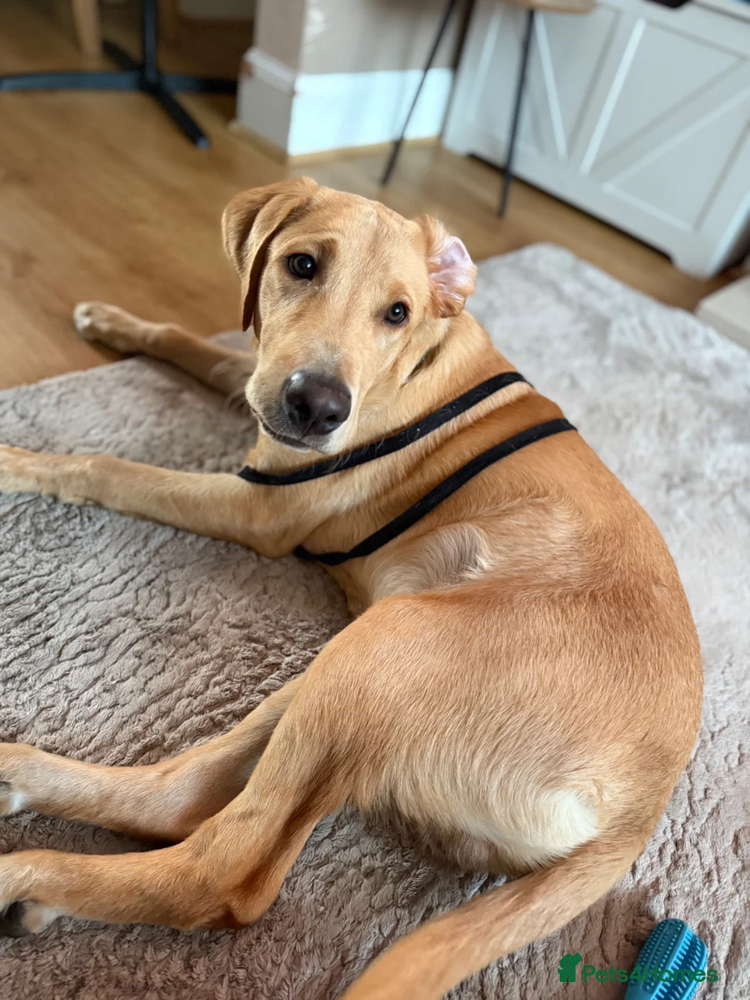 Labrador Retriever dogs for sale: golden labrador - 7 months old - Advert 2