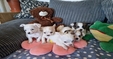 Chihuahua dogs - Advert 4