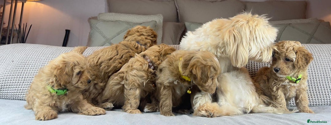 Maltipoo dogs for sale: STUNNING BOYS AND GIRL. DNA TESTED CLEAR FATHER - Image 14