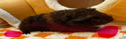 Guinea Pig rodents for sale: Baby Male & Female Guinea Pigs - Advert 4