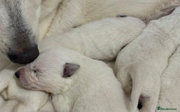 White Swiss Shepherd dogs for sale: White Swiss Shepherd Puppies - Image 6